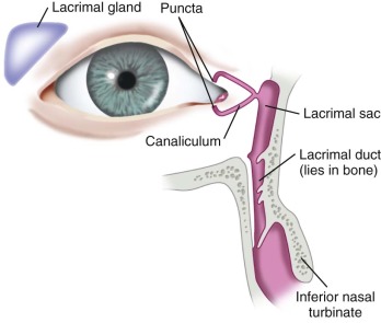 lacrimal gland diagram